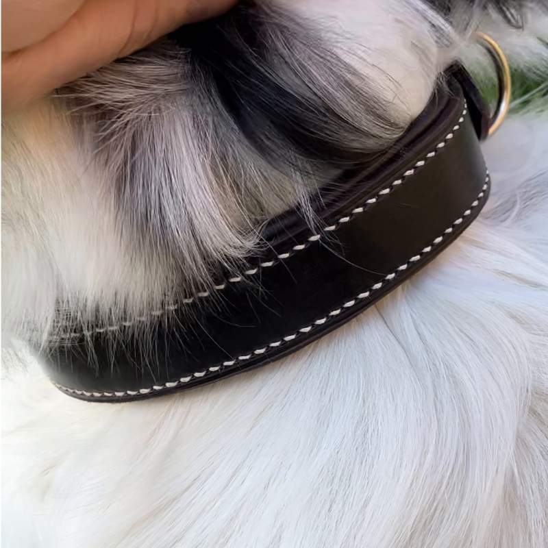 Dark Havana padded collar.