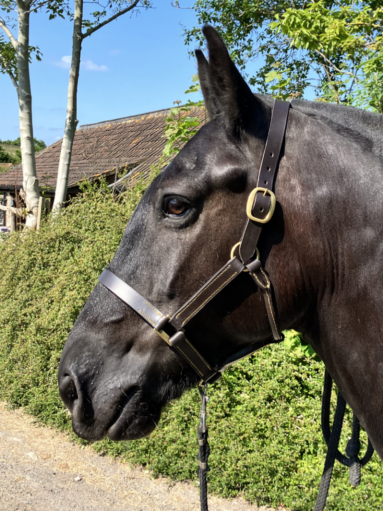 Dark Havana head collar.