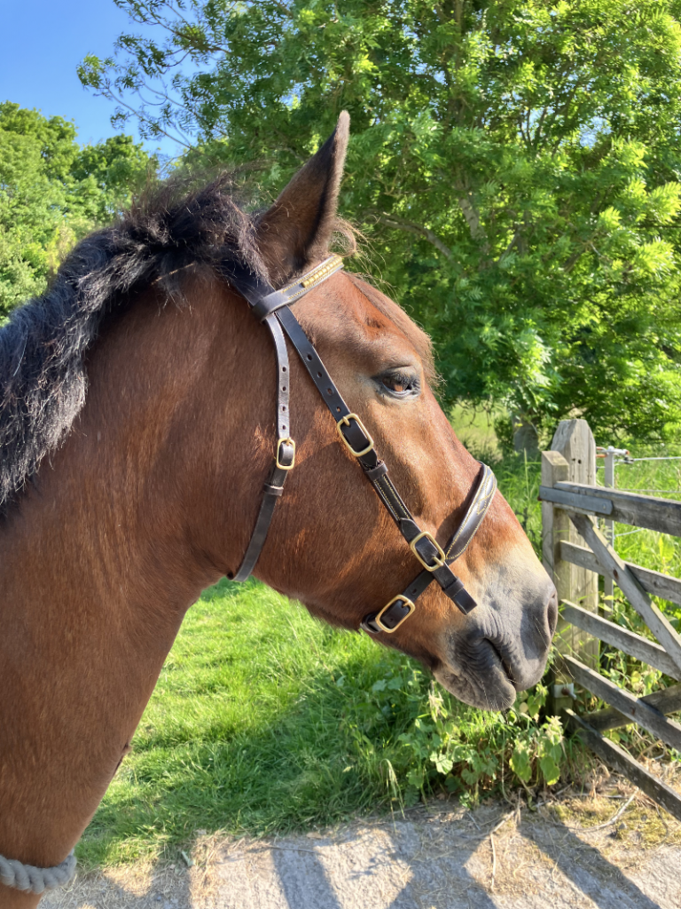 Stallion show bridle.