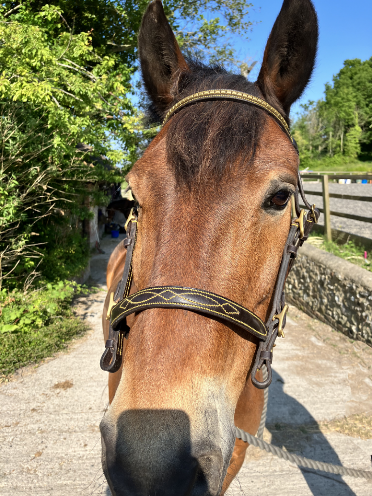 Stallion show bridle.