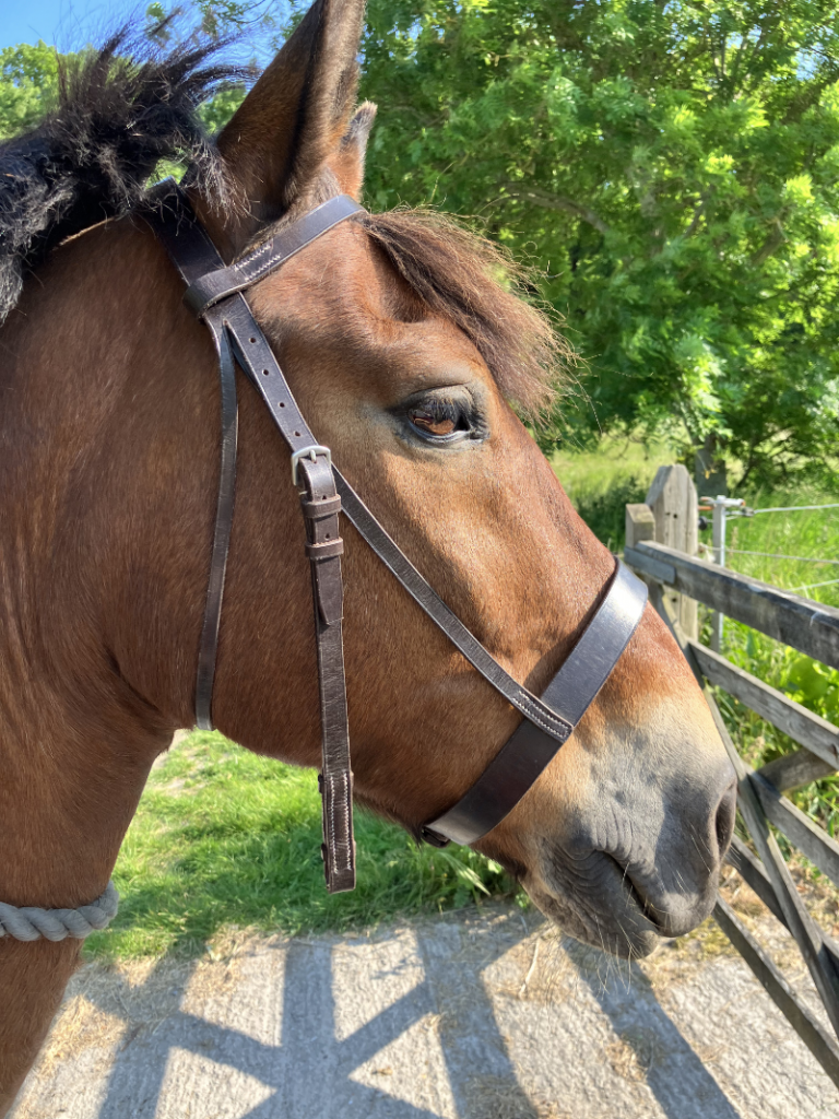 Dark Havana snaffle bridle.
