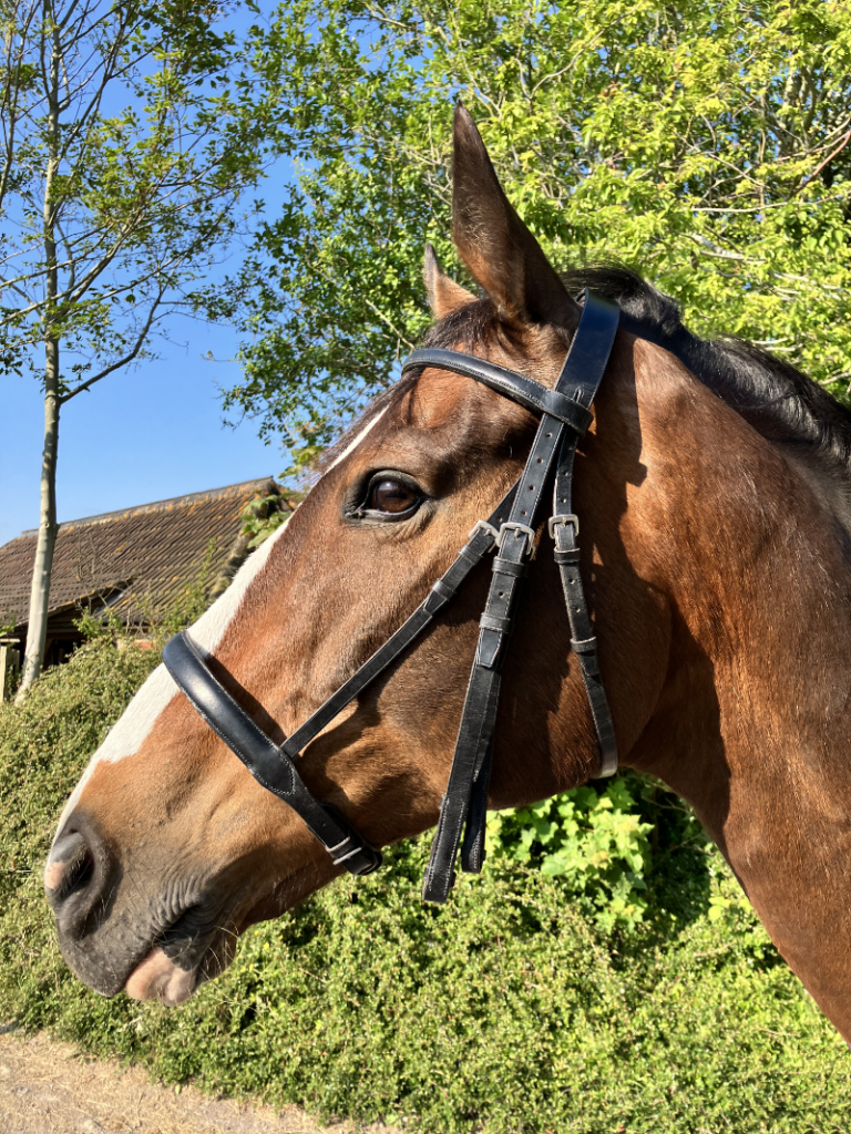 Black double bridle with raised nose and brow band.
